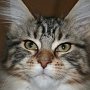 Dancingcat Elinor Dancingcat Elinor